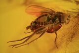 Fossil Mayfly (Ephemeroptera) & Fly (Diptera) In Baltic Amber #84585-3